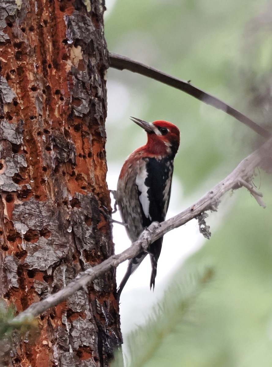 Red-naped x Red-breasted Sapsucker (hybrid) - ML646524682