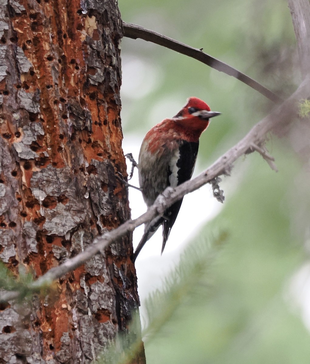 Red-naped x Red-breasted Sapsucker (hybrid) - ML646524683