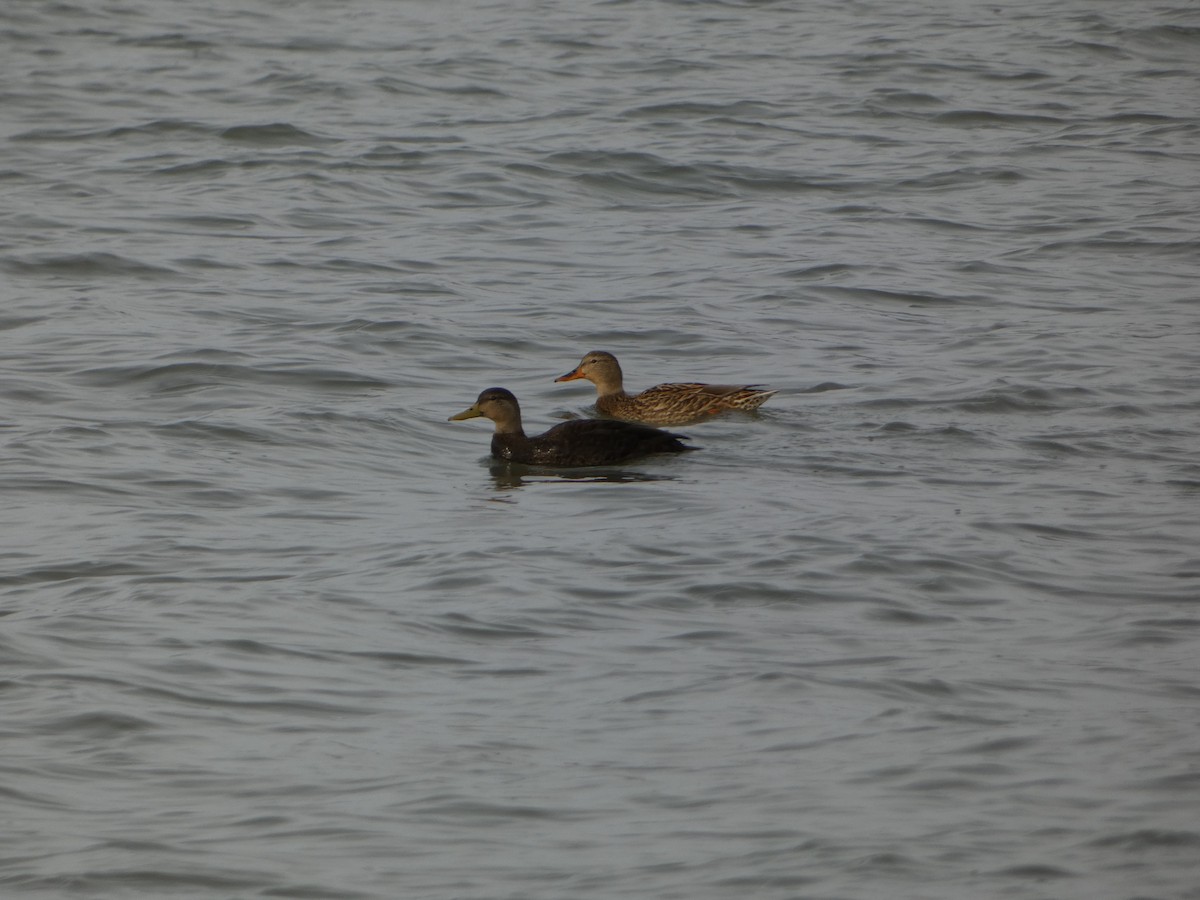 American Black Duck - ML646524684