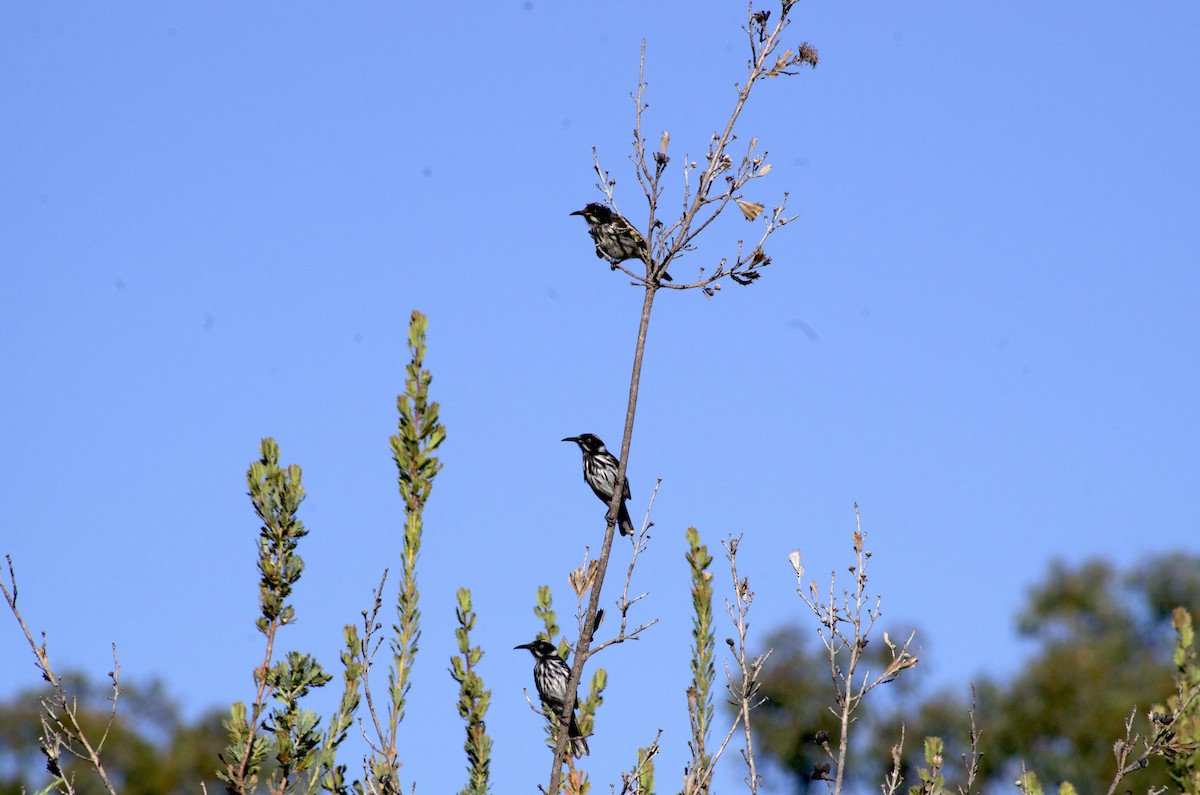 New Holland Honeyeater - ML646524686