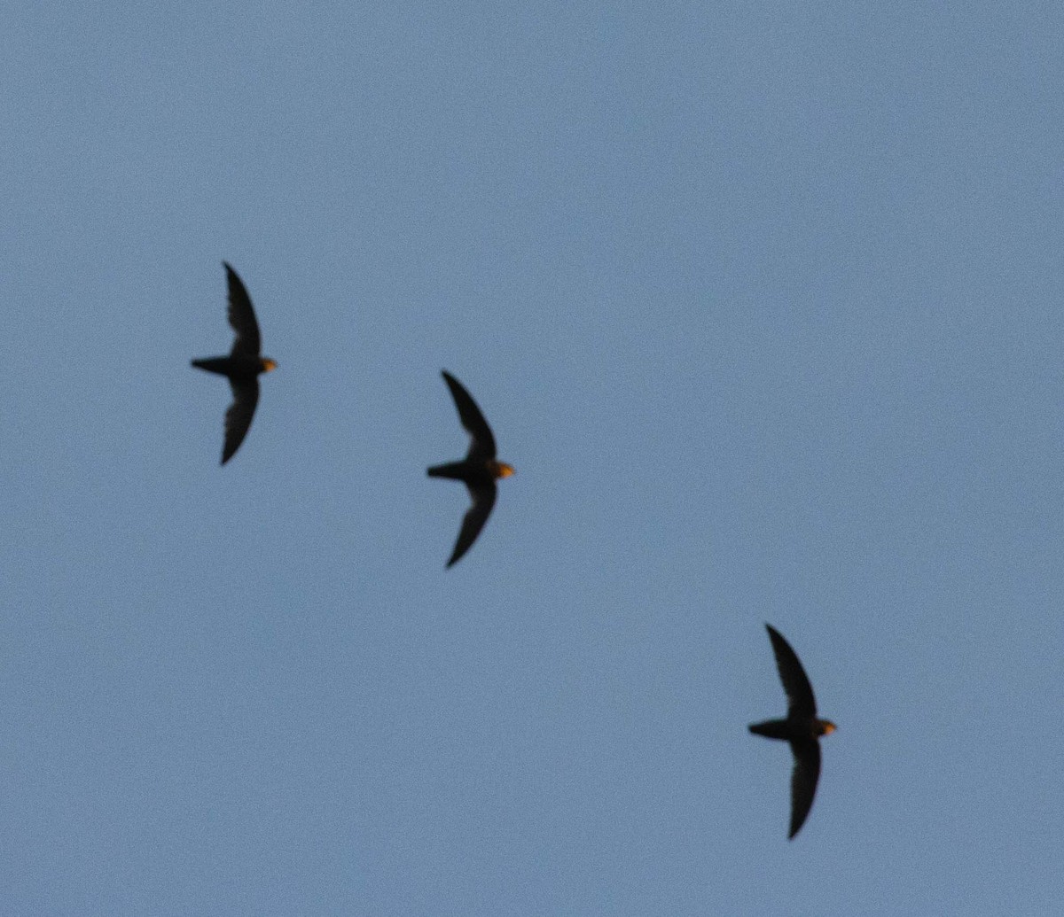 Sick's Swift - ML646524689