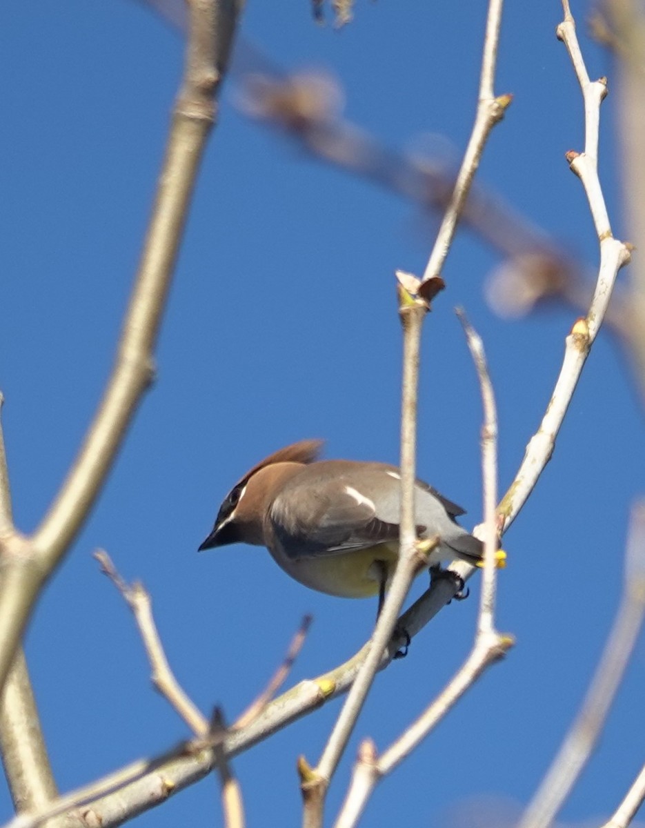 Cedar Waxwing - ML646524690