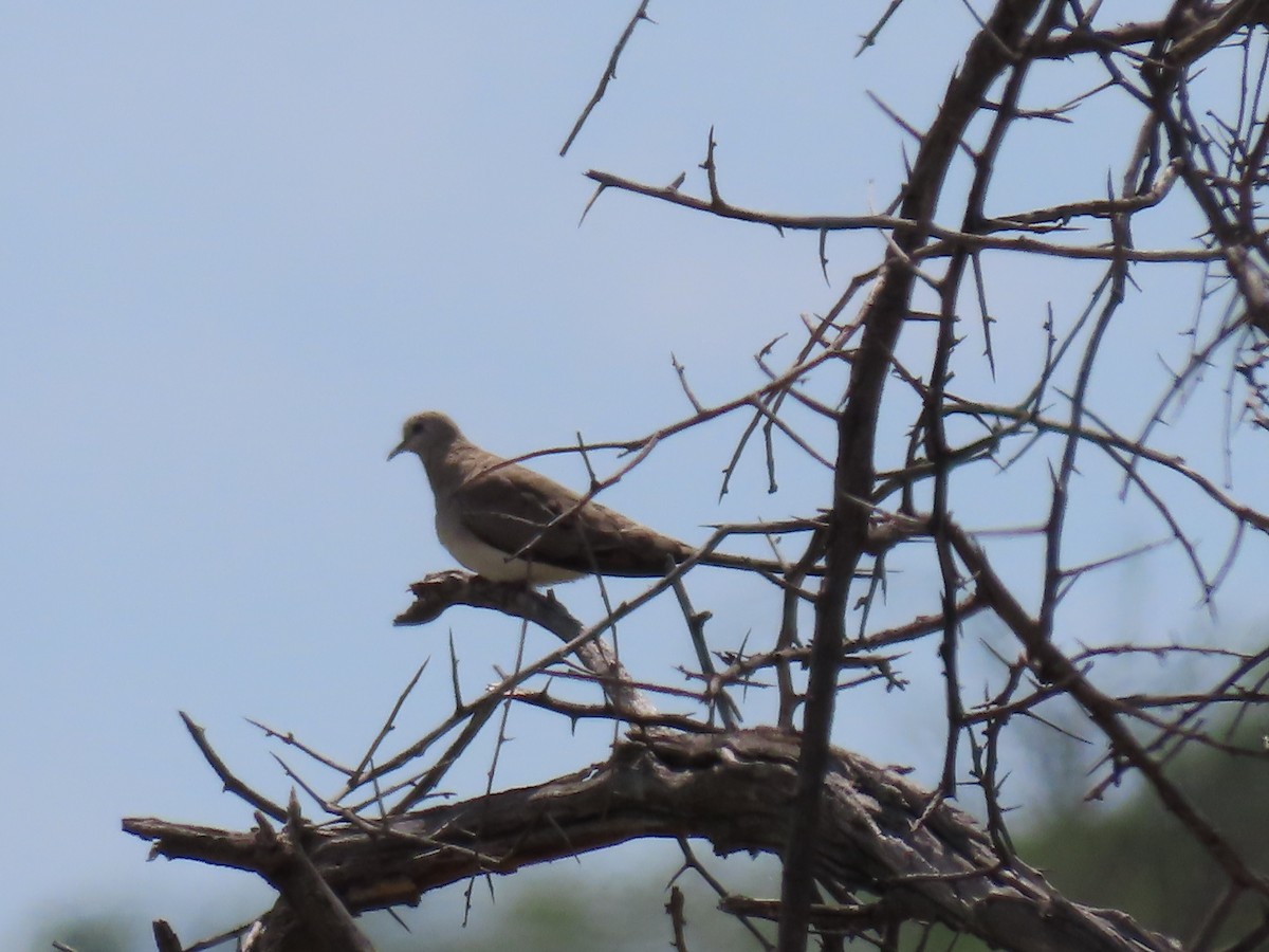 Namaqua Dove - ML646524691