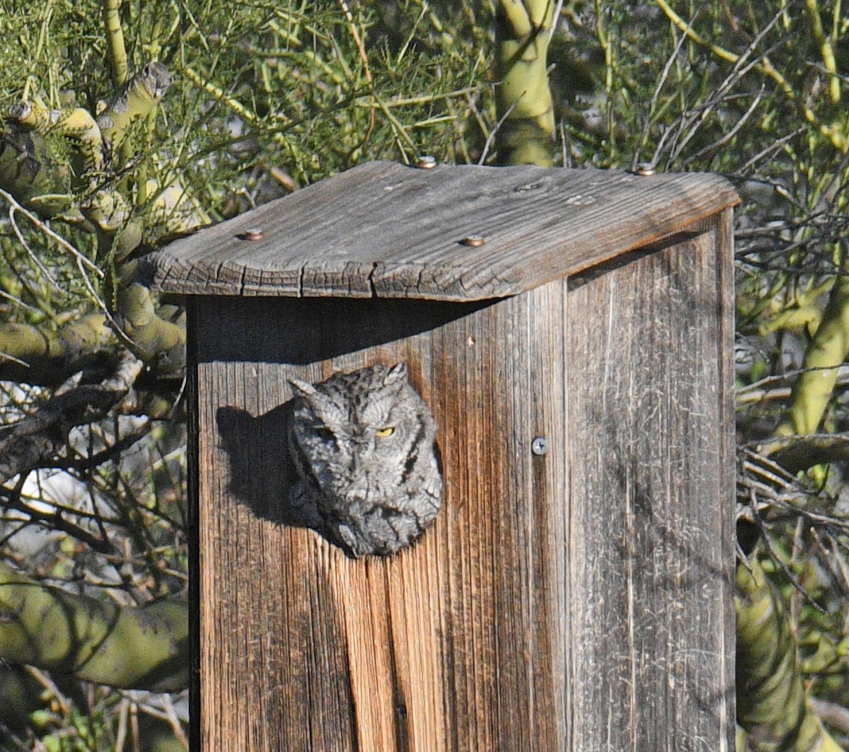 Western Screech-Owl - ML646524692