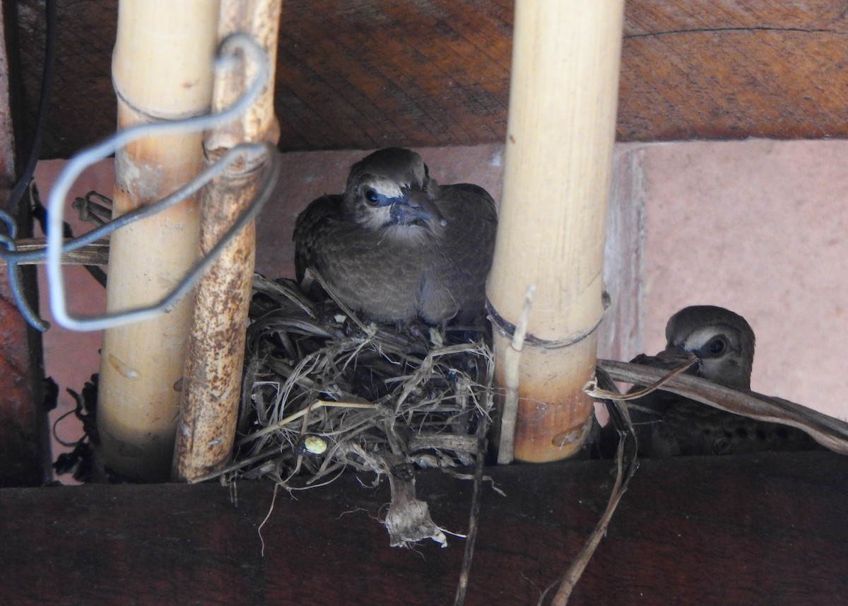Ruddy Ground Dove - ML646524693