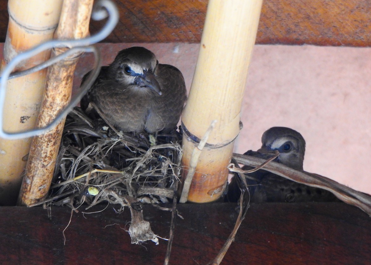 Ruddy Ground Dove - ML646524694