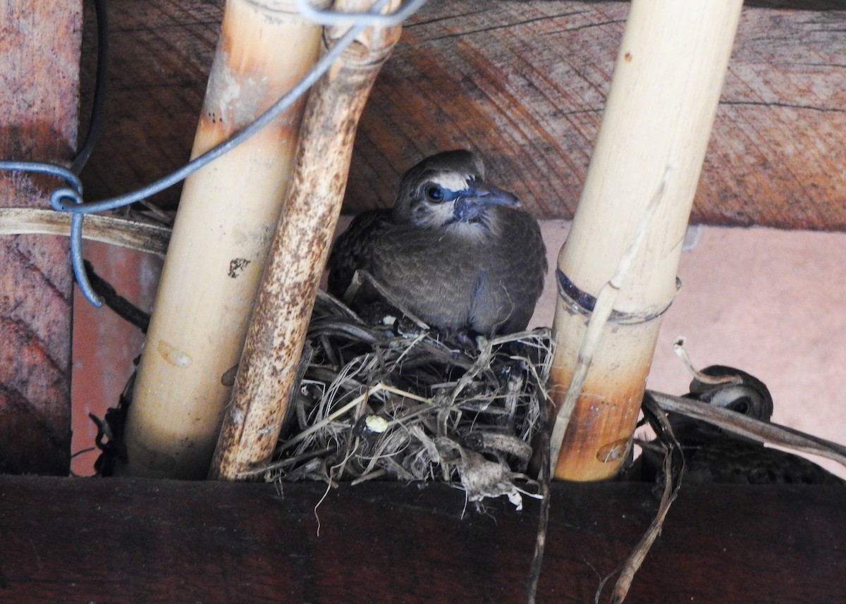 Ruddy Ground Dove - ML646524695
