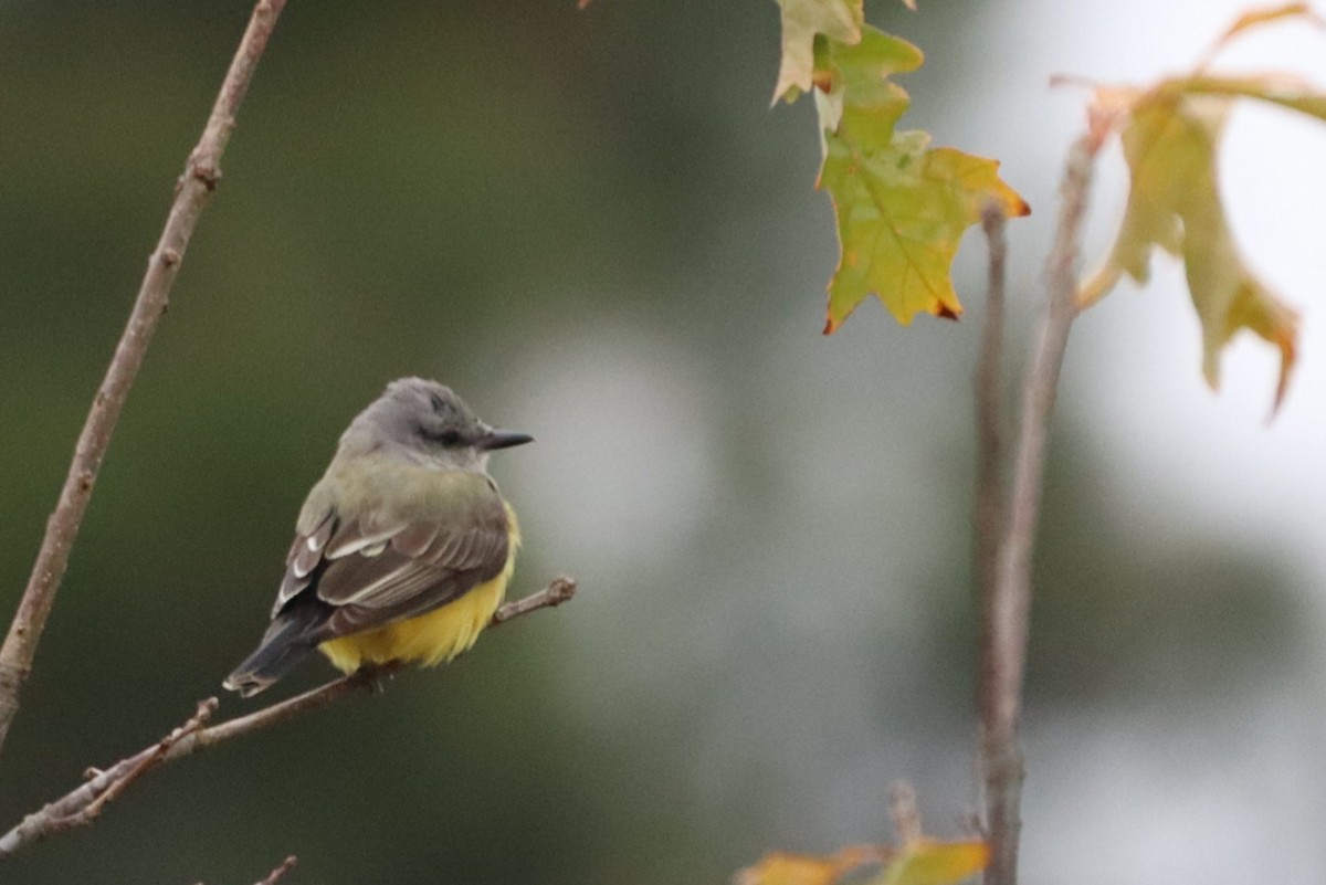 Тиран західний - ML646524696