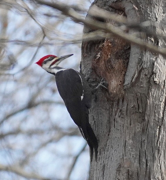 Pileated Woodpecker - ML646524698