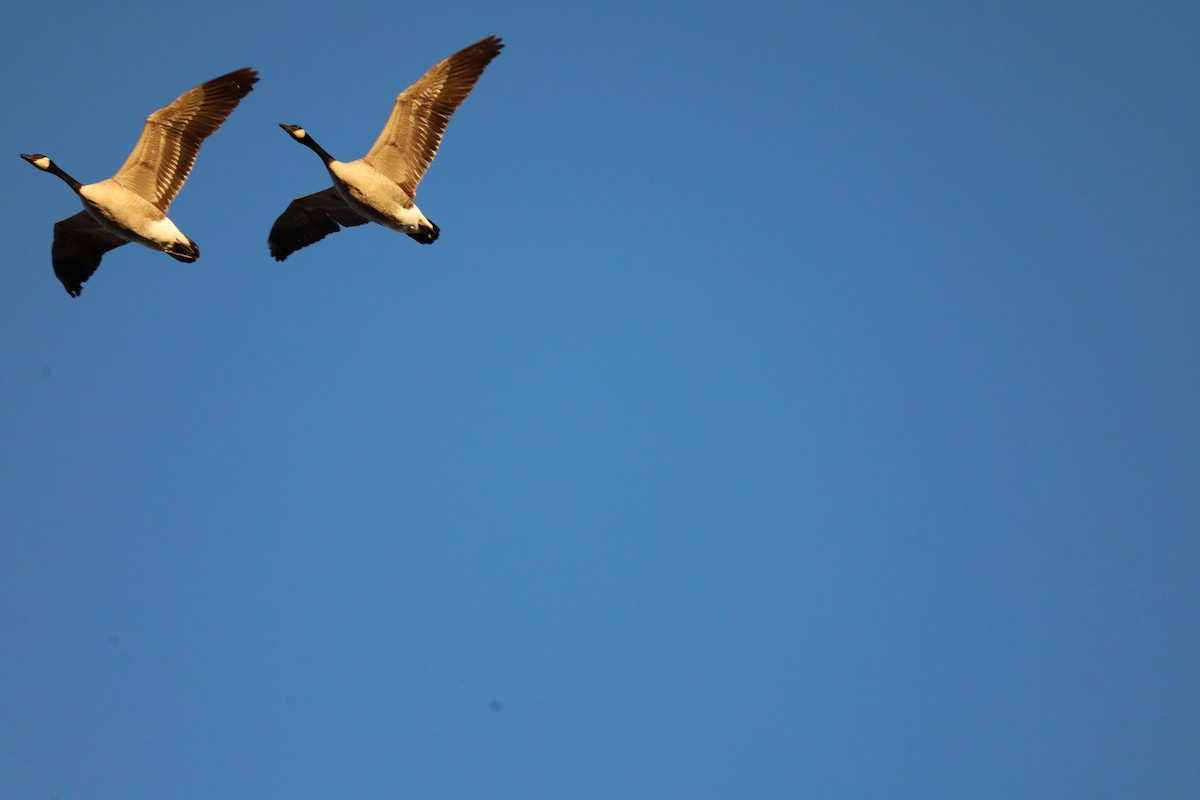 Canada Goose - ML646524700