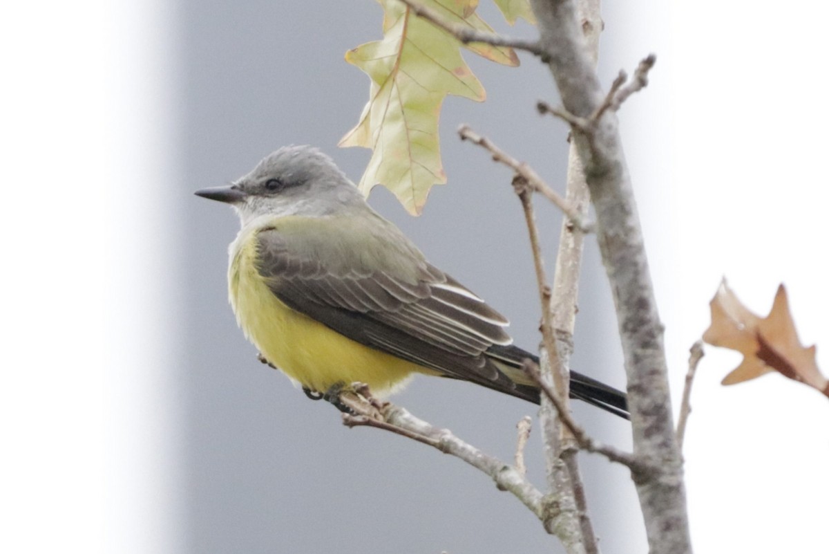 Тиран західний - ML646524701