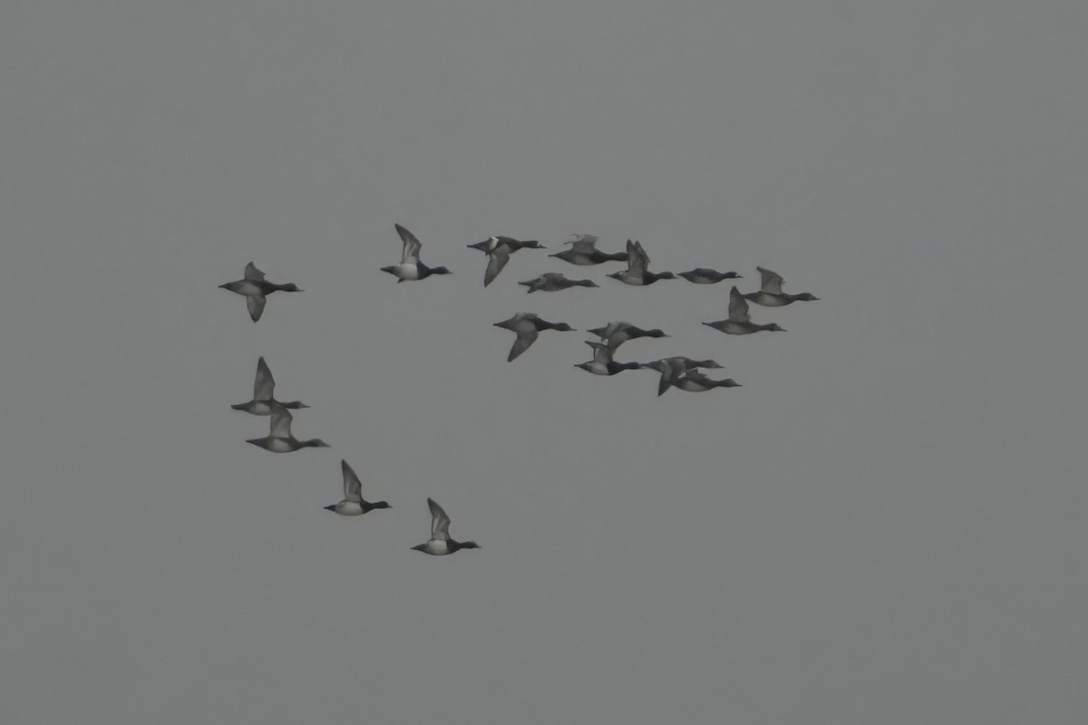 Redhead - ML646524702