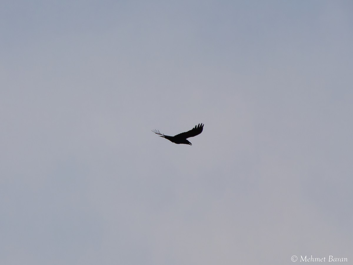 Ворон - ML646524703