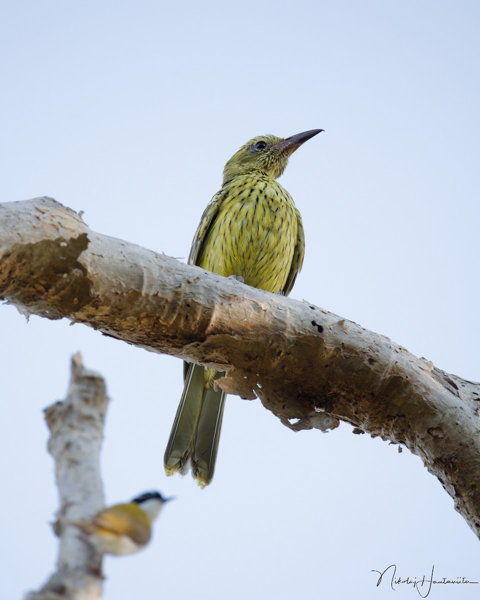 Green Oriole - ML646524704