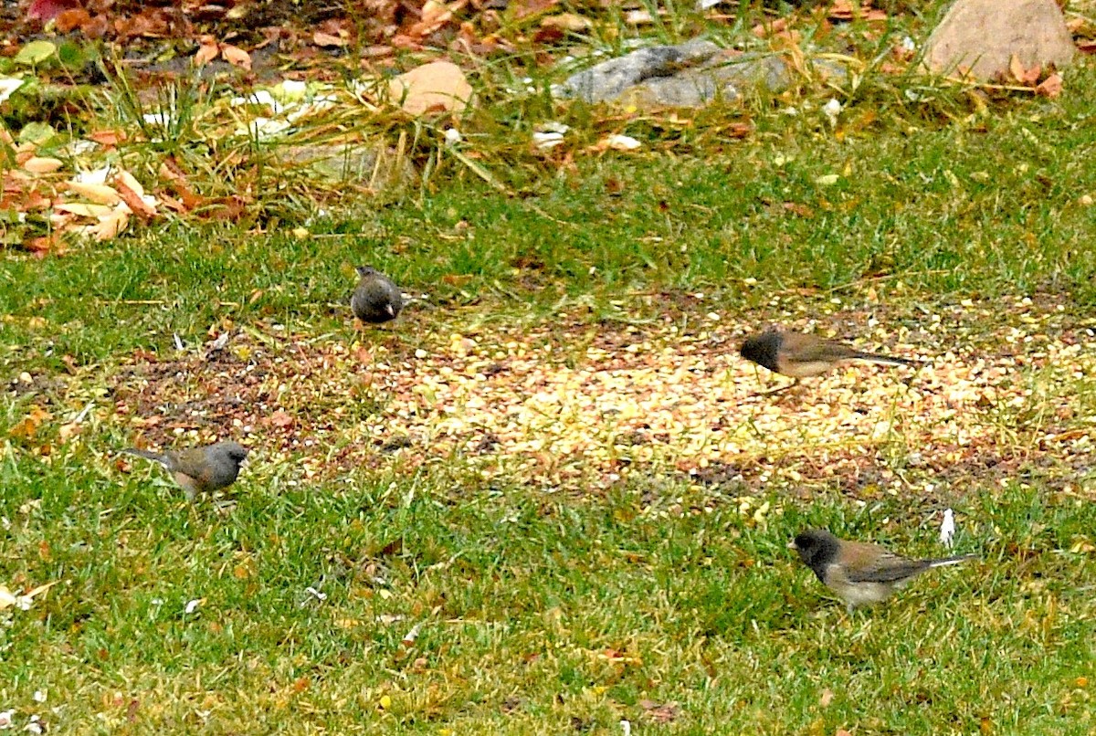 Dark-eyed Junco - ML646524706