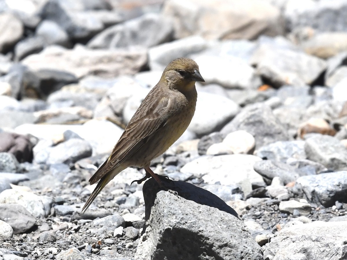 Greater Yellow-Finch - ML646524707