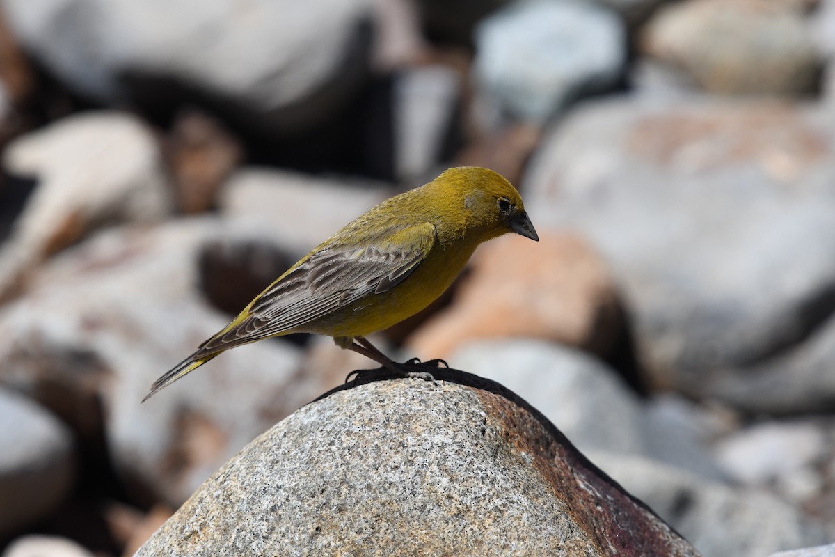 Greater Yellow-Finch - ML646524708