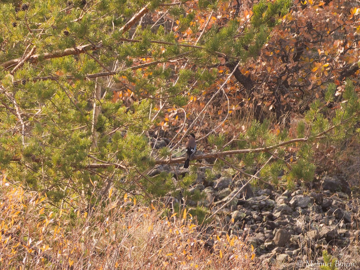 Сойка - ML646524711