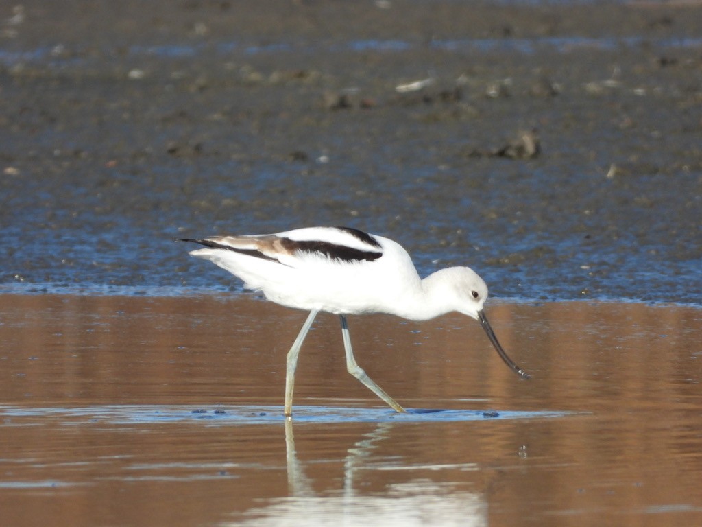 American Avocet - ML646524712