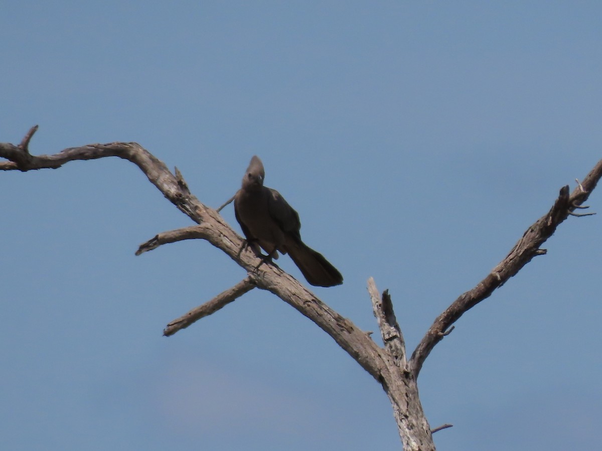 Touraco concolore - ML646524713