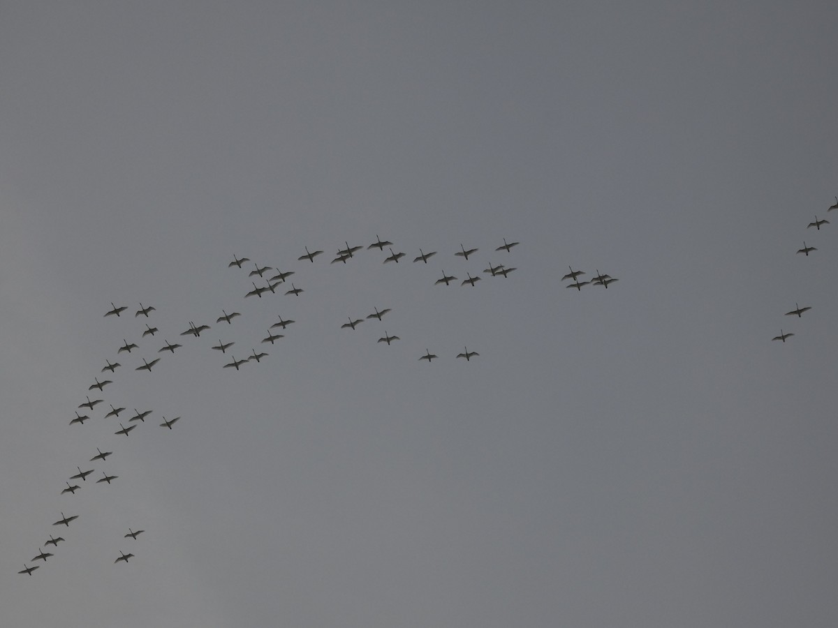 Tundra Swan - ML646524714