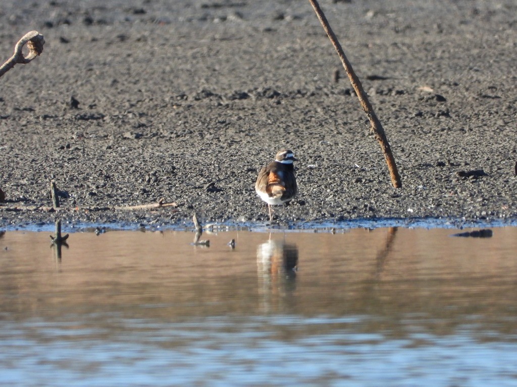 Killdeer - ML646524719