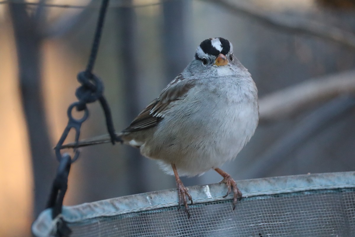 ミヤマシトド - ML646524720