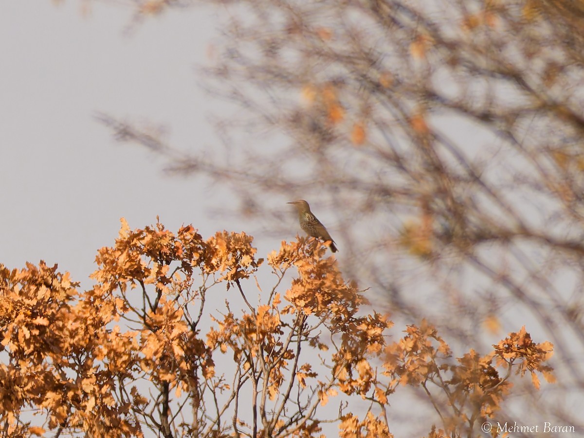 Обыкновенный скворец - ML646524721