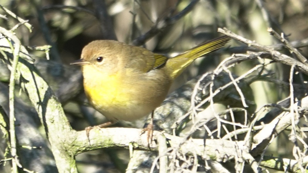 Common Yellowthroat - ML646524722