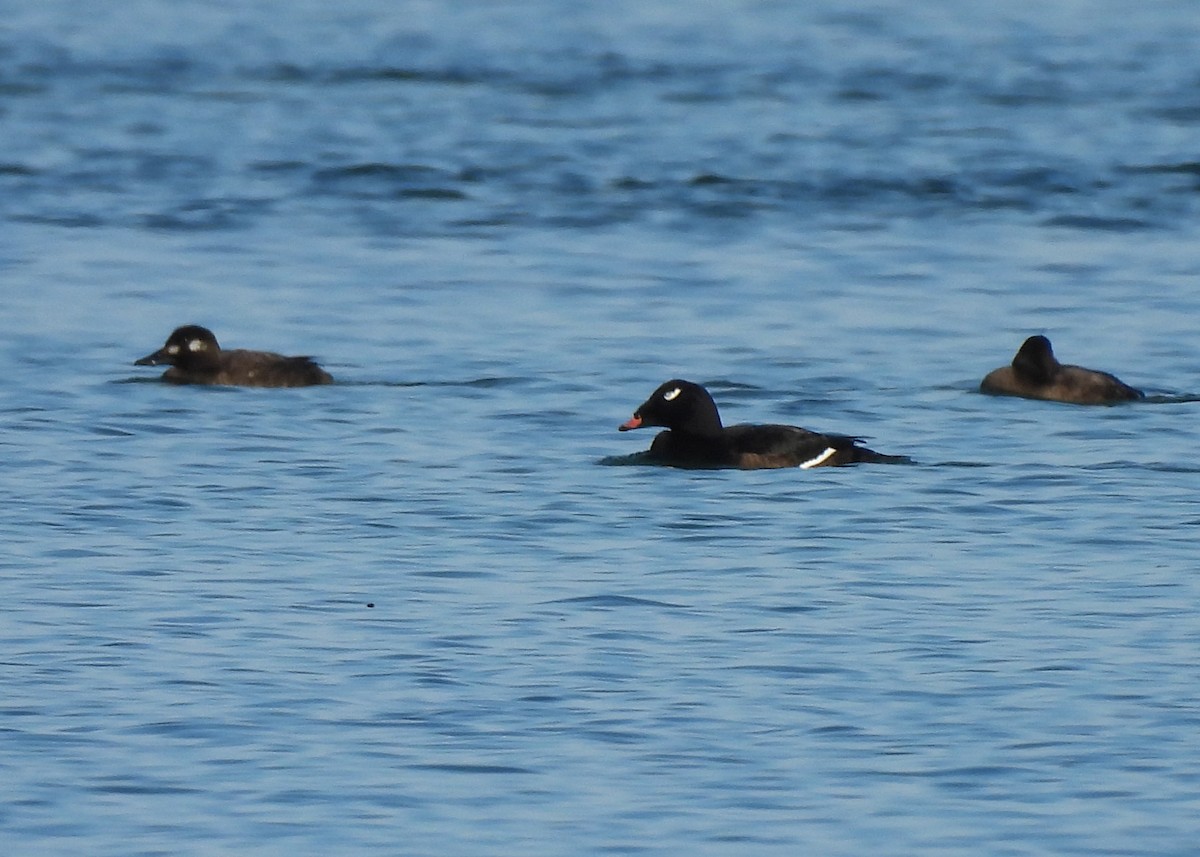 White-winged Scoter - ML646524723