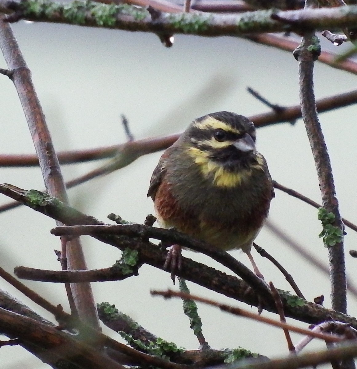 Cirl Bunting - ML646524725