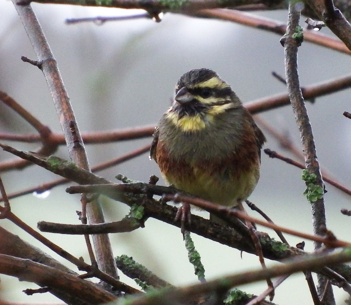 Cirl Bunting - ML646524726