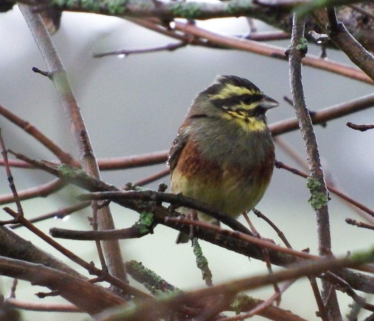 Cirl Bunting - ML646524727