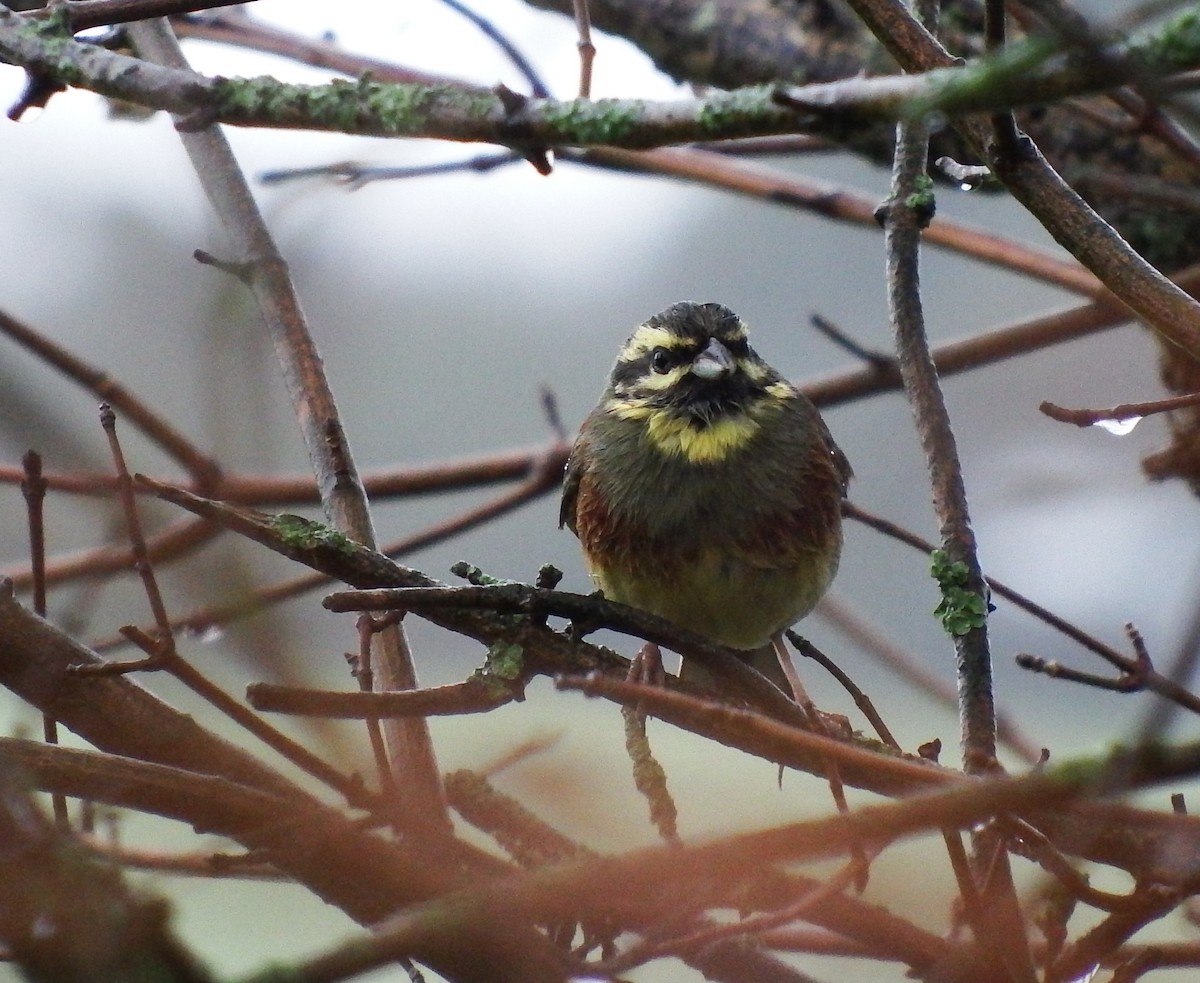 Cirl Bunting - ML646524728