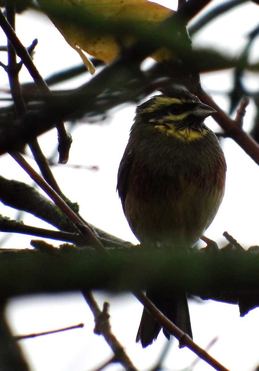 Cirl Bunting - ML646524729