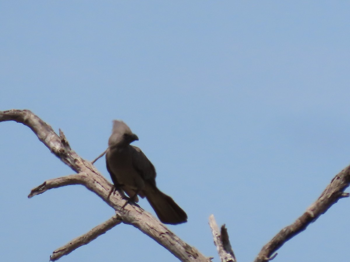 Touraco concolore - ML646524730