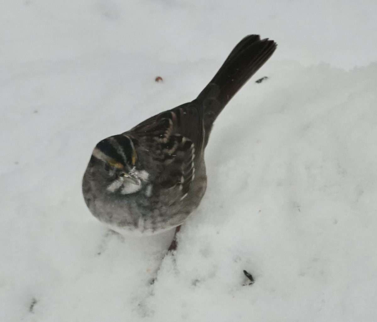 strnadec bělohrdlý - ML646524731