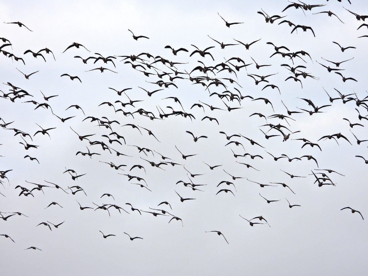 Greater White-fronted Goose - ML646524732