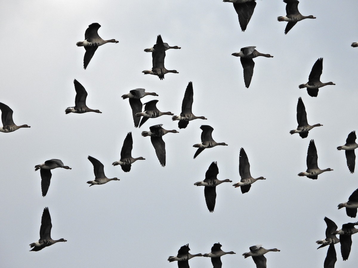 Greater White-fronted Goose - ML646524733