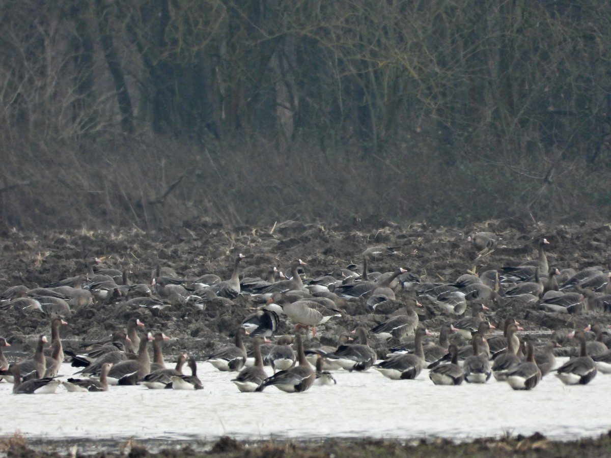 Greater White-fronted Goose - ML646524734