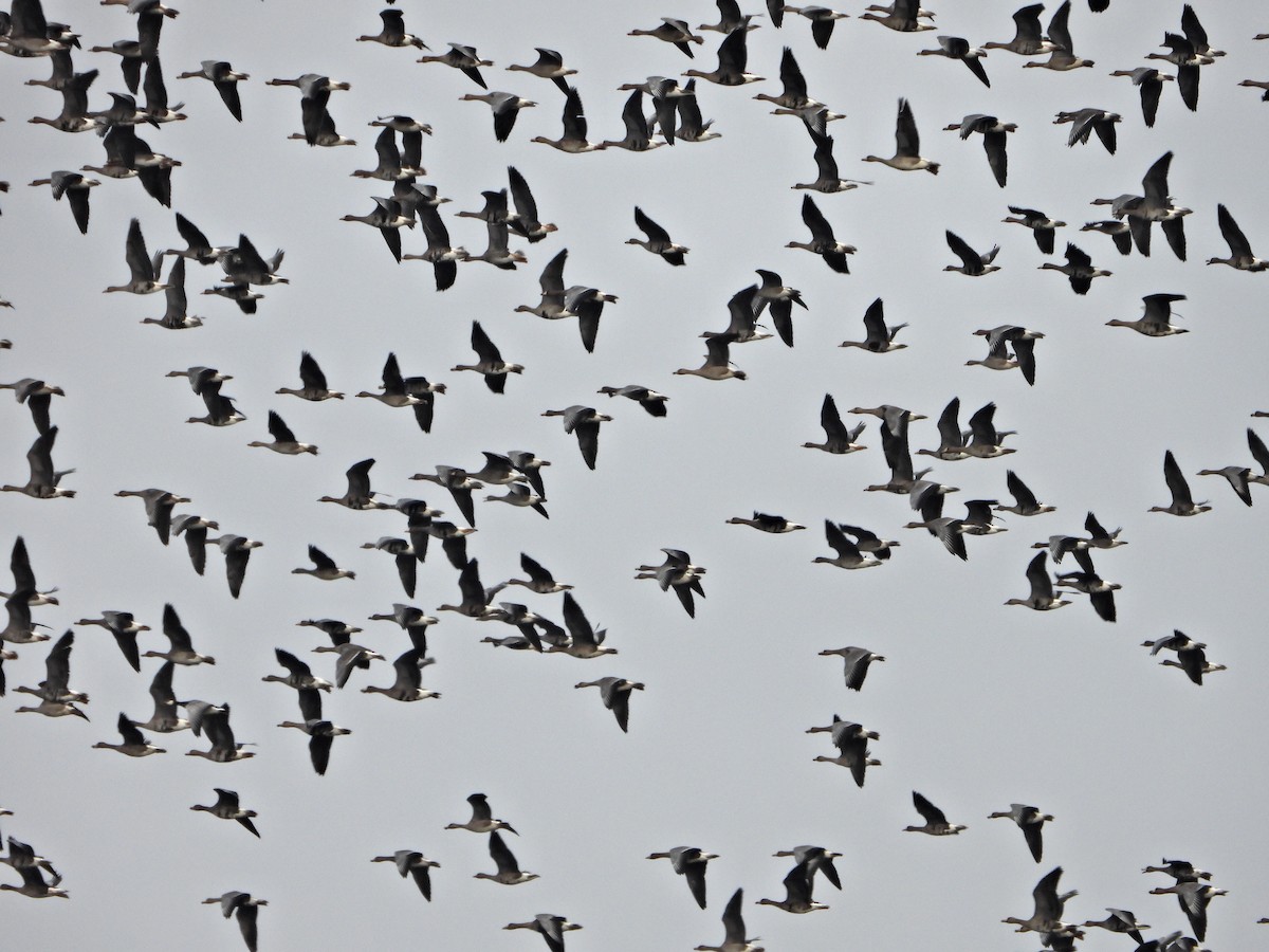 Greater White-fronted Goose - ML646524735