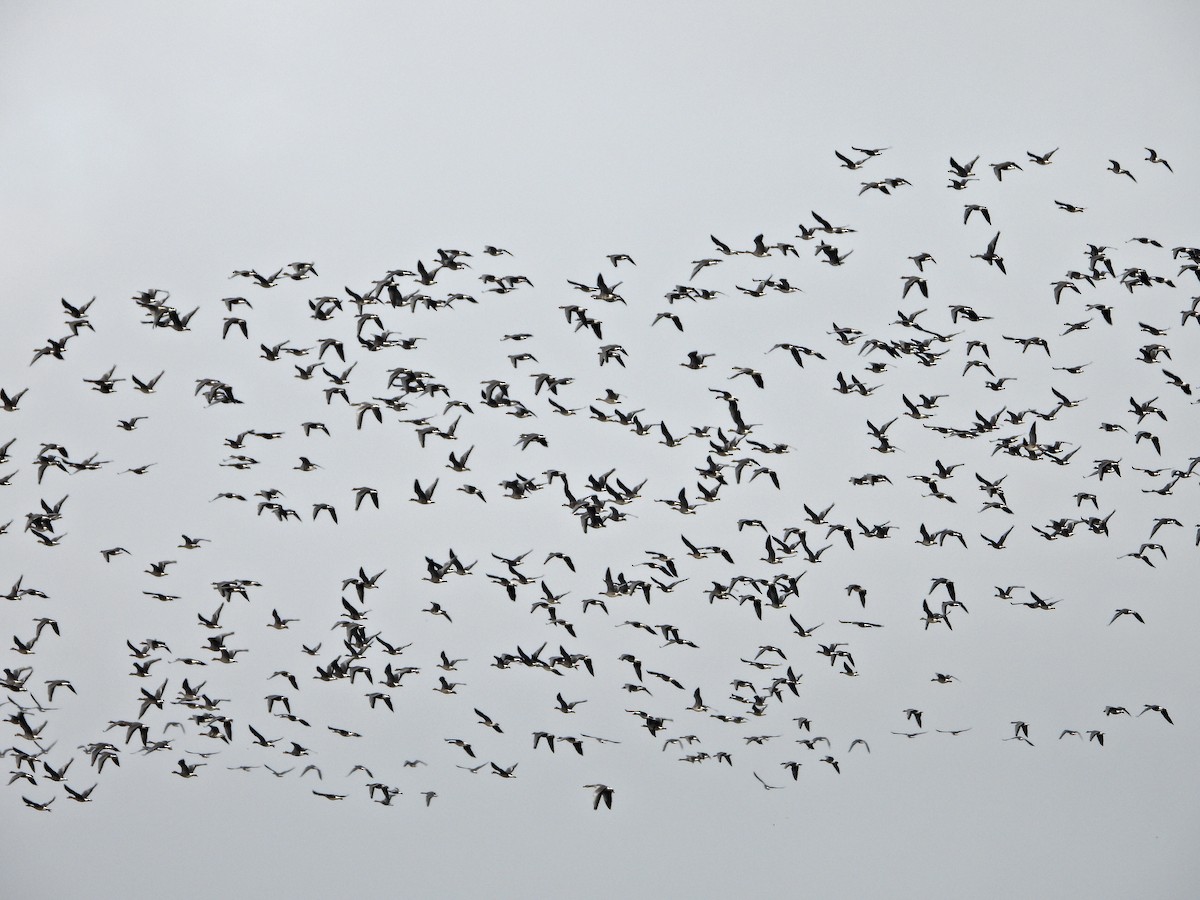 Greater White-fronted Goose - ML646524736