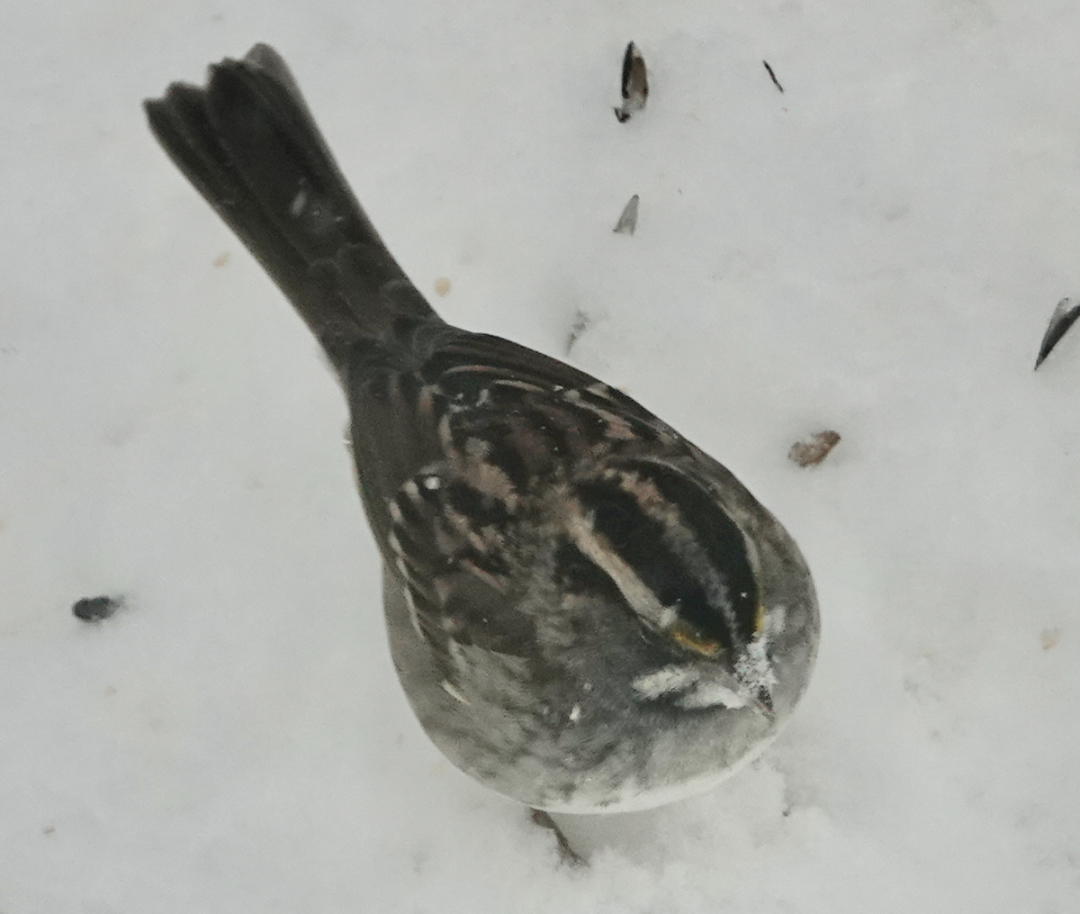 strnadec bělohrdlý - ML646524740