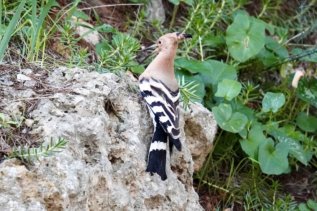 Common Hoopoe - ML646524742