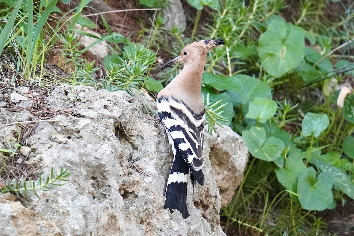 Common Hoopoe - ML646524743