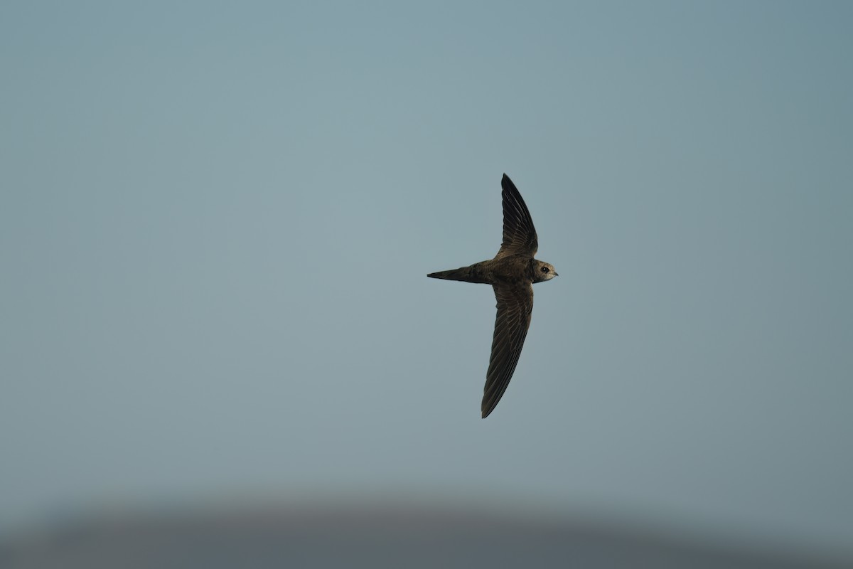 ヨーロッパアマツバメ - ML646524744