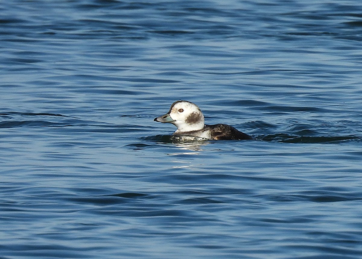 Long-tailed Duck - ML646524749