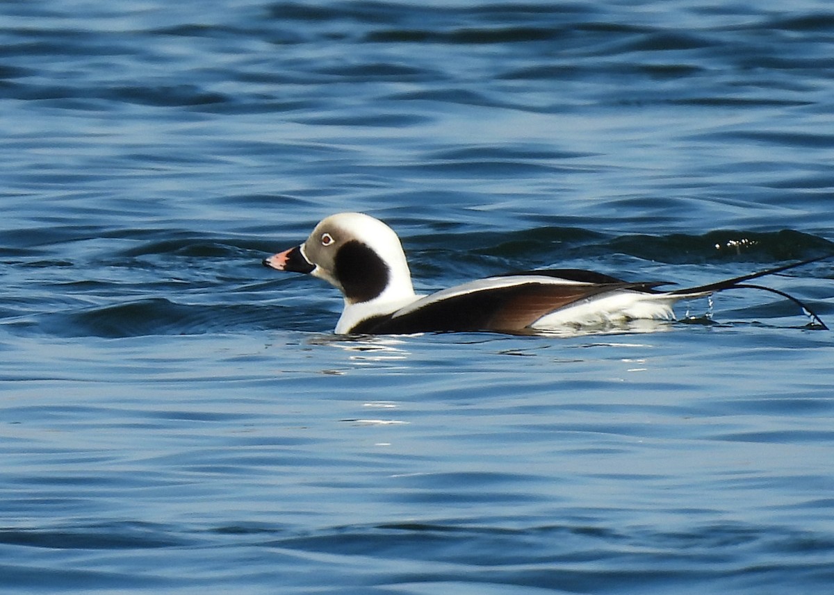 Long-tailed Duck - ML646524751