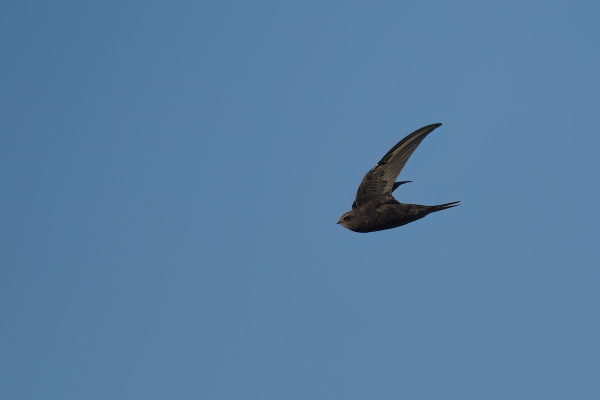 ヨーロッパアマツバメ - ML646524752