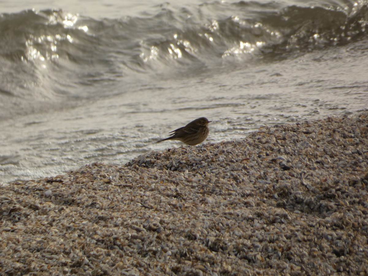 American Pipit - ML646524753